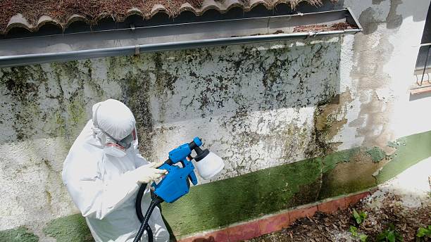Top rated local Mold Remediation specialists in River Edge, NJ